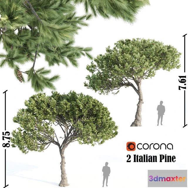 1555391 - 2 Italian pine corona 3D Max