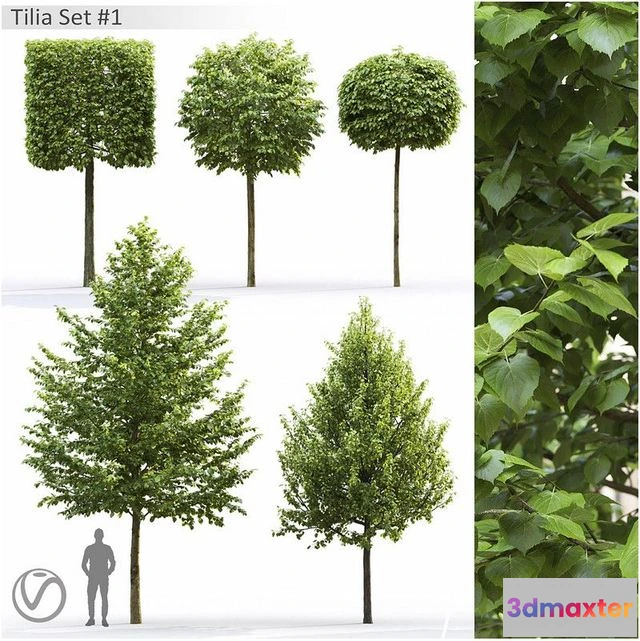 1555989 - Tilia 3D Max