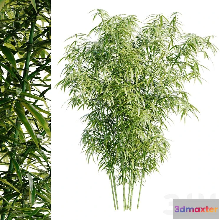 1556081 - Bamboo Bush 3D Max