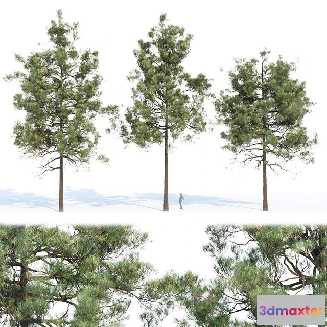 1556495 - pine trees collection vol 11 3D Max
