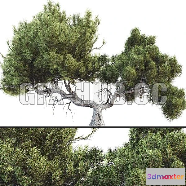 1556741 - Tree 007 3D Max