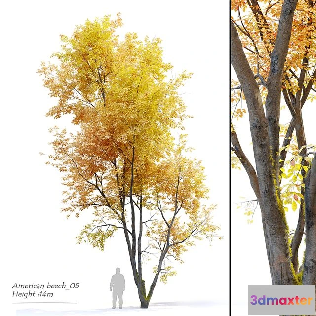 1556861 - Autumn American beech 3D Max