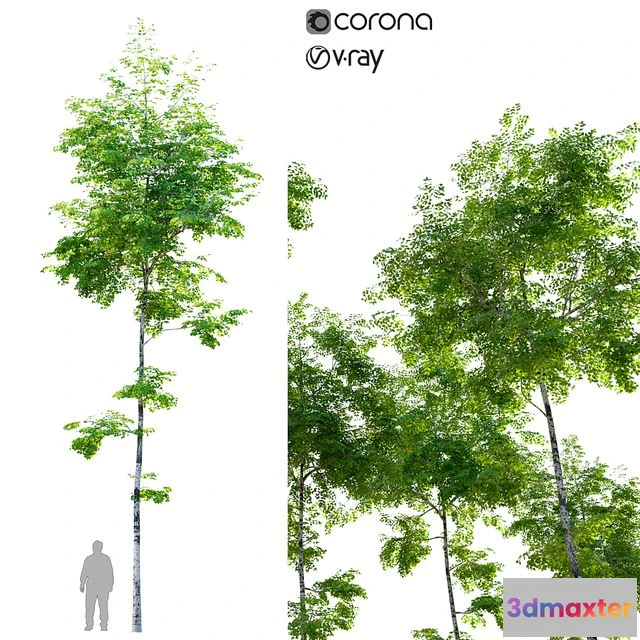 1556889 - Birch tree 3D Max