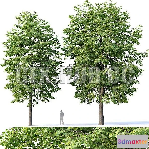 1557857 - Tilia Europaea 4 3D Max