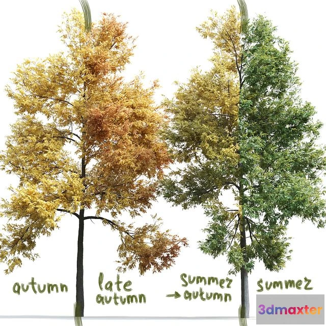 1557951 - Ash-tree Fraxinus #1 3D Max