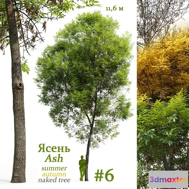 1558263 - Ash-tree Fraxinus #6 3D Max
