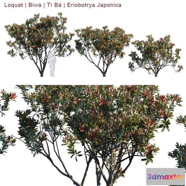 1558495 - Loquat Biwa Eriobotrya Japonica V2 3D Max