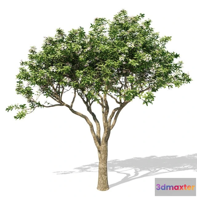 1558861 - Magnolia Tree 3D Max