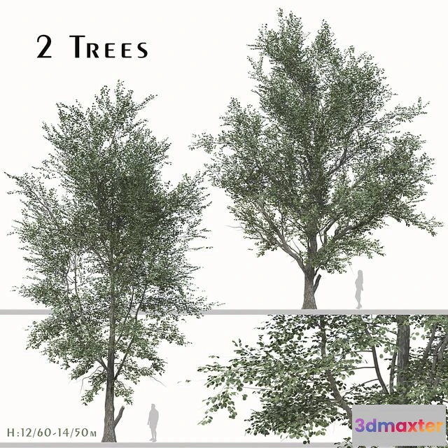 1559009 - Tree (Korean hackberry) (2 Trees) 3D Max