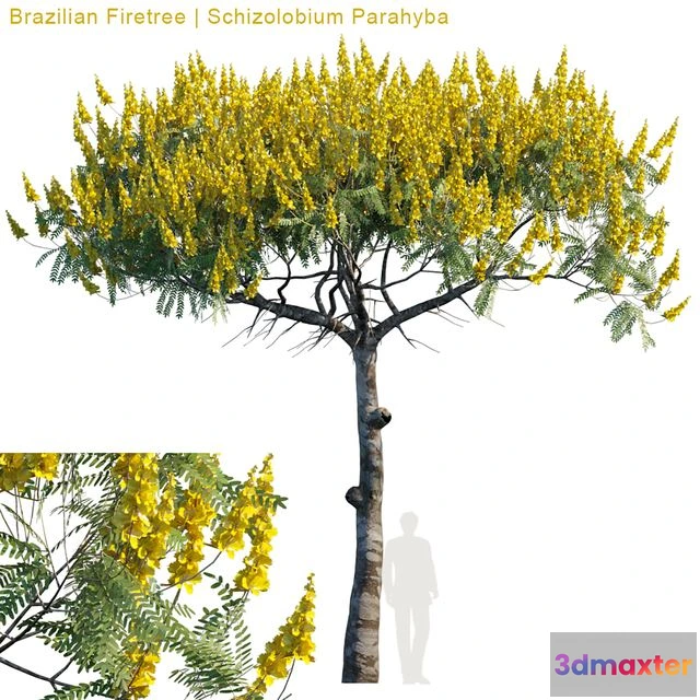 1559181 - Brazilian Firetree Schizolobium Parahyba # 2 3D Max