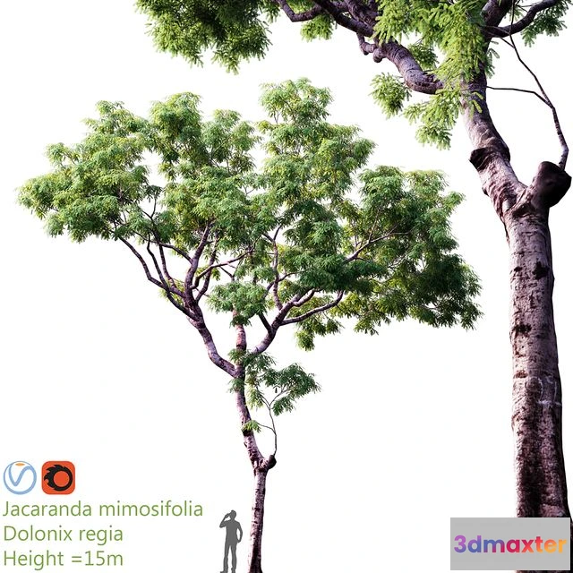 1560638 - Jacaranda mimosifolia Dolonix regia Height 3D Max