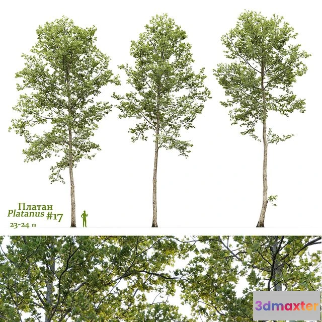 1560725 - Plane-tree Sycamore Platanus #17 3D Max
