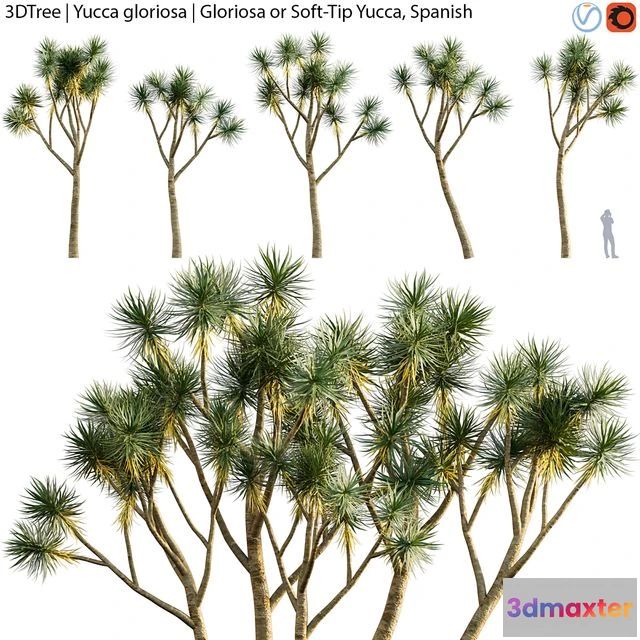 1560932 - Yucca gloriosa Gloriosa or Soft-Tip Yucca Spanish 3D Max