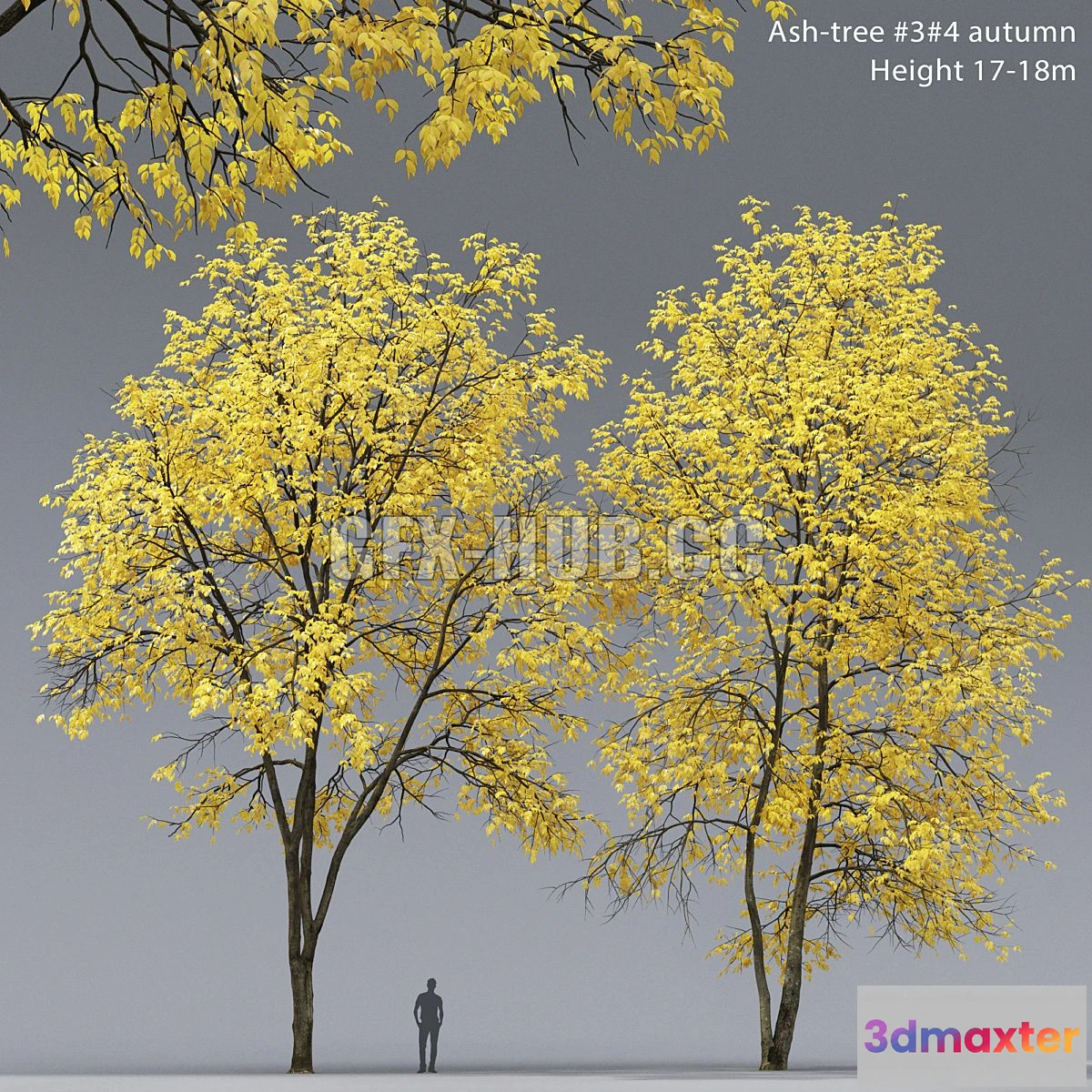 1560962 - Autumn ash # 3_4 (17-18m) 3D Max