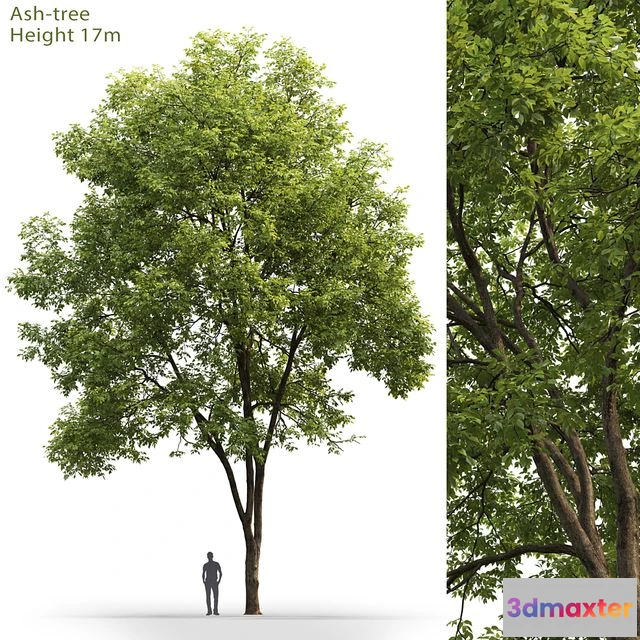 1561096 - Ash-tree # 3 (17m) 3D Max