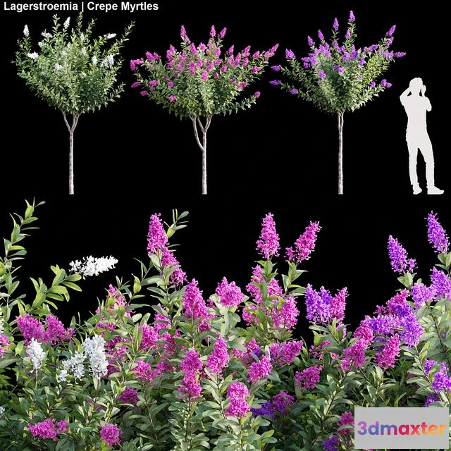 1562183 - Lagerstroemia Crepe Myrtles 01 3D Max