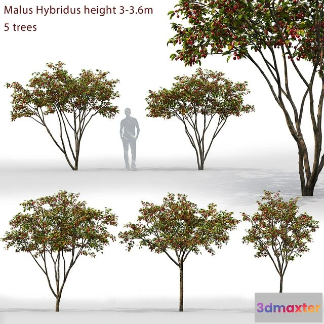 1562223 - Malus Hybridus 1 3D Max