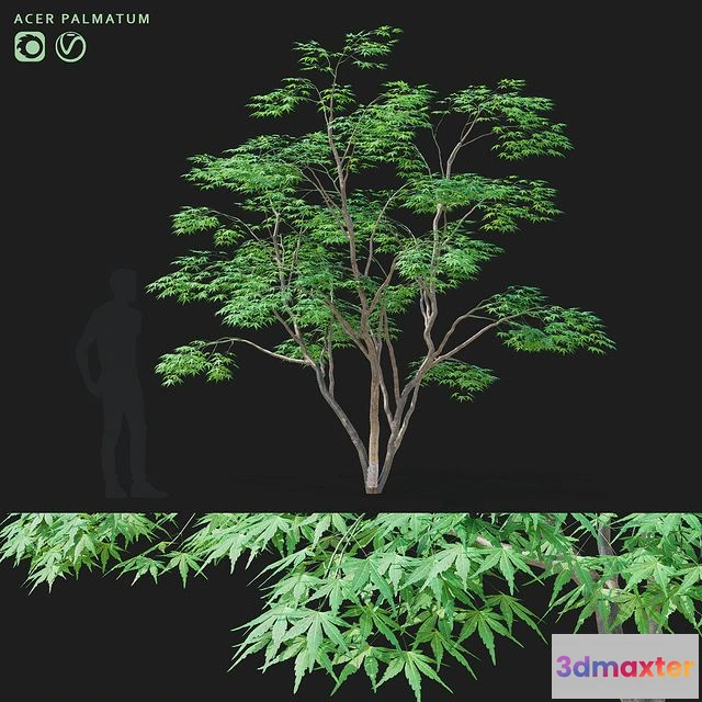 1562287 - Maple palm tree Acer palmatum 3D Max