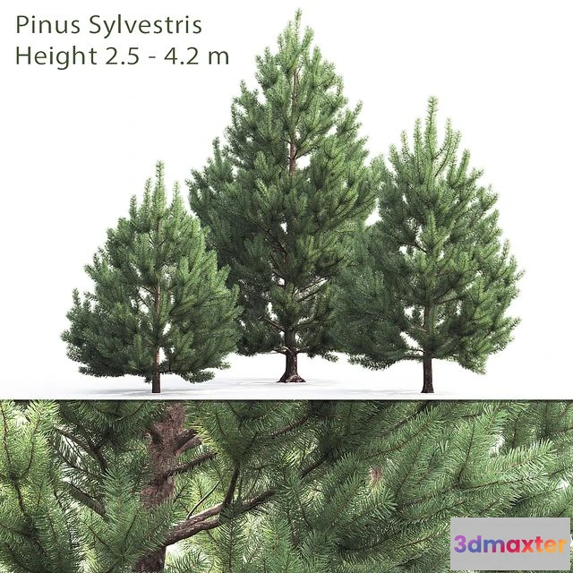 1562431 - Pine spruce pinus sylvestris 3D Max