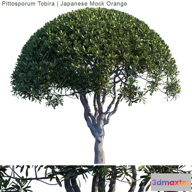 1562433 - Pittosporum Tobira Japanese Mock Orange 3D Max