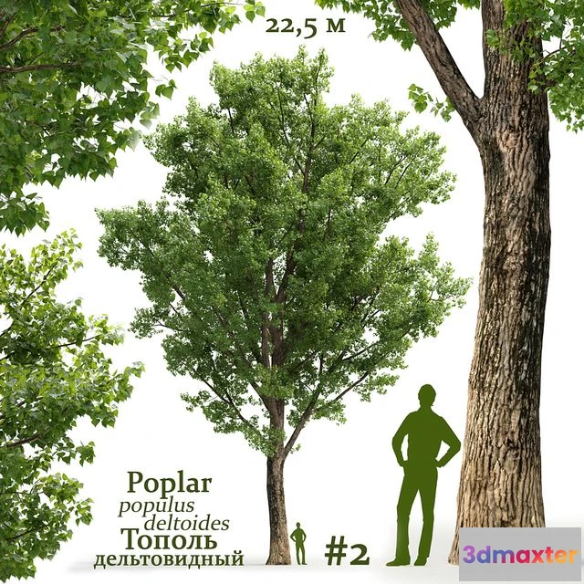 1562469 - Poplar Populus deltoides #2 3D Max
