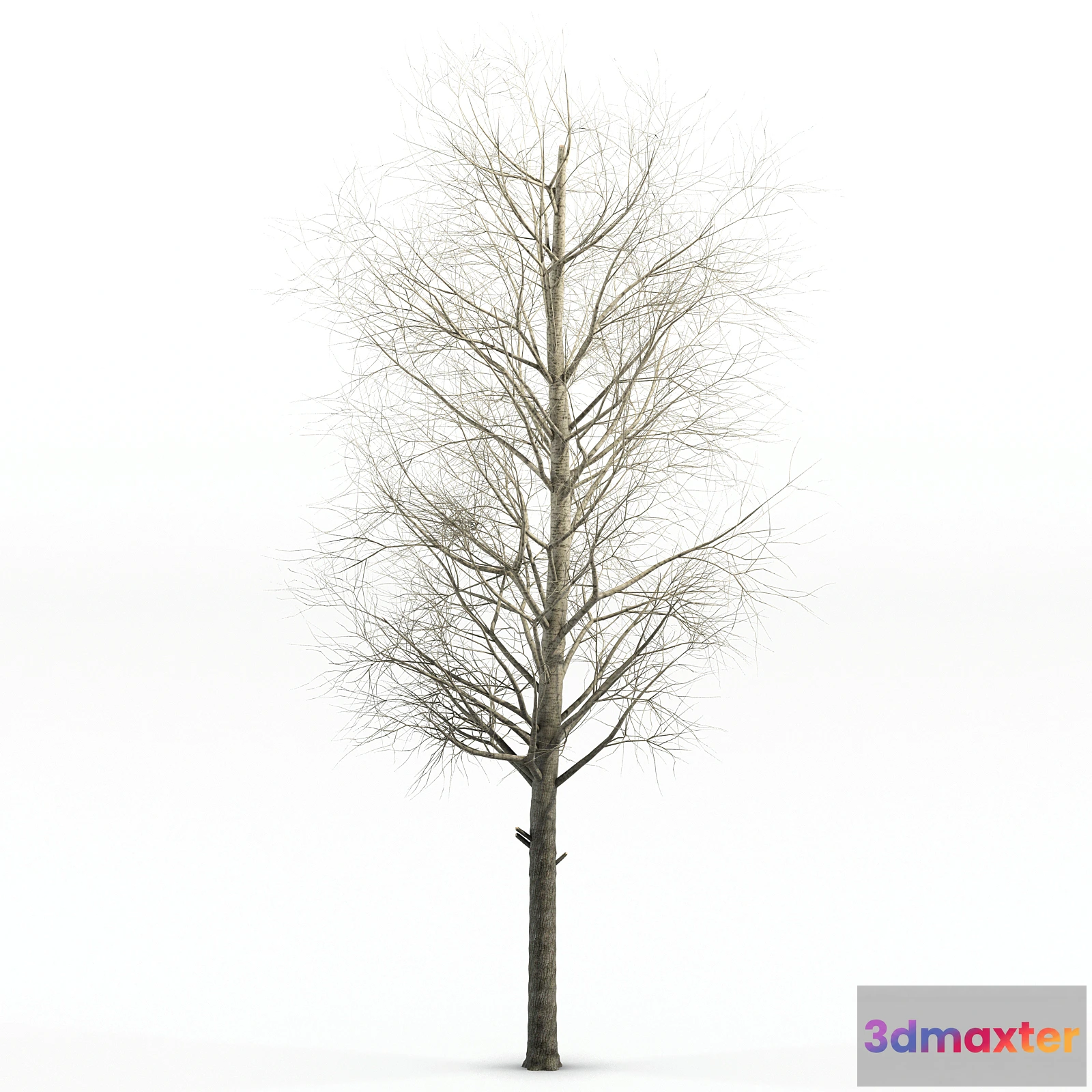 1562471 - Poplar Siberian tree 3D Max