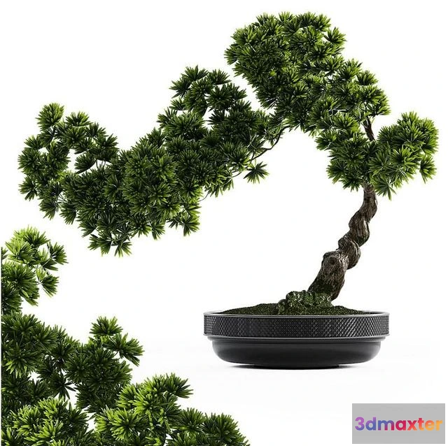 1563141 - Bonsai plant (low pot) 3D Max