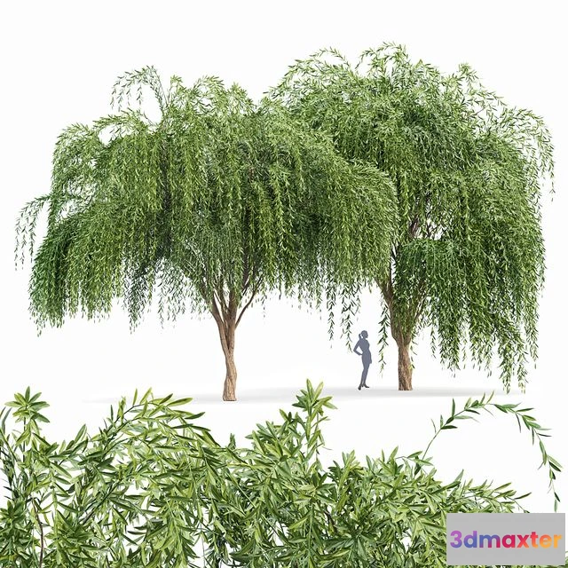 1563434 - Weeping willow 2trees 3D Max