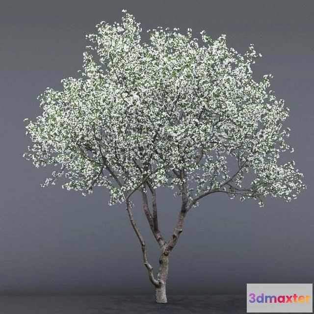 1563641 - Cherry blossoming # 1 3D Max