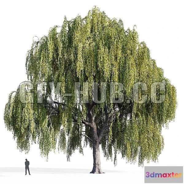 1564498 - Willow Salix Willow 3D Max