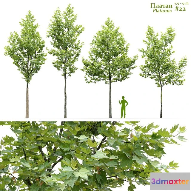 1564914 - Sycamore Platanus #22 3D Max