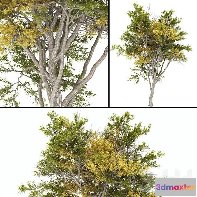 1564964 - Tree autumn high poly 3D Max