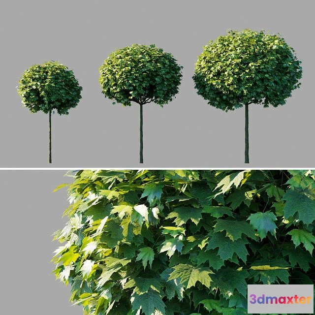 1565500 - Maple acutifoliate Globosum Acer platanoides Globosum 3D Max
