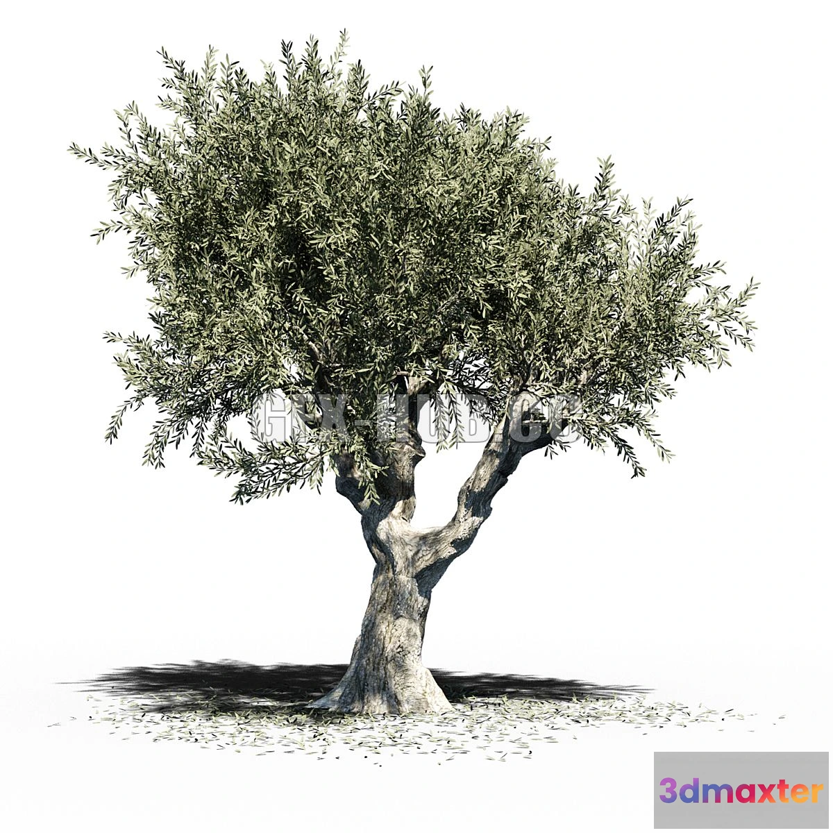 1565806 - Olive Tree Europa Olea v2 3D Max
