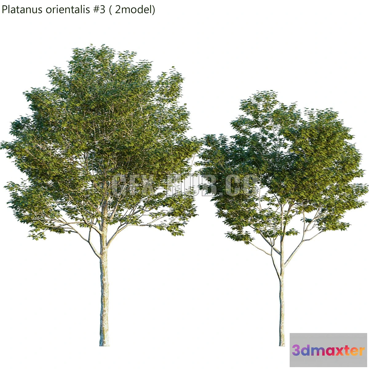 1565834 - Platanus orientalis 3D Max