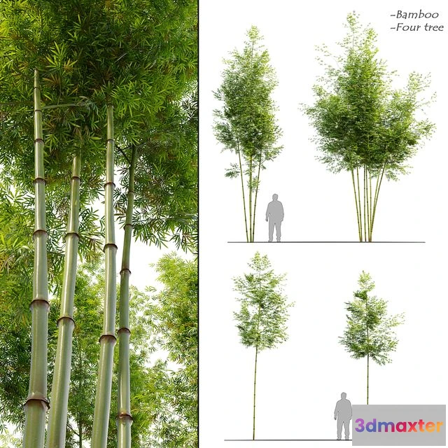 1565930 - Four Bamboo Tree 3D Max
