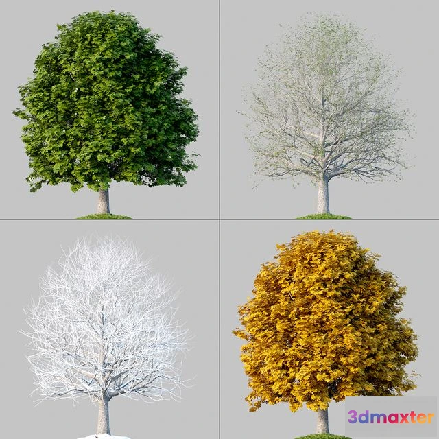 1567542 - Oak 4 Seasons 3D Max