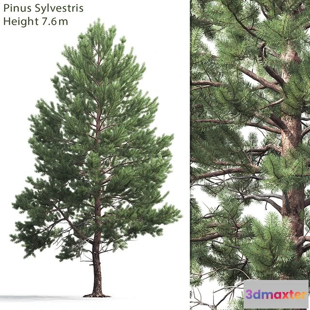 1567988 - Pine 7.6 m high 3D Max