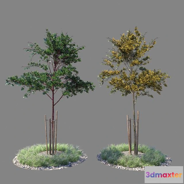 1568024 - Young tree 01 (two versions) 3D Max