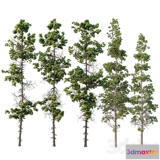 1568772 - Pinus Palustris and Sphaeropteris Lepifera 3D Max