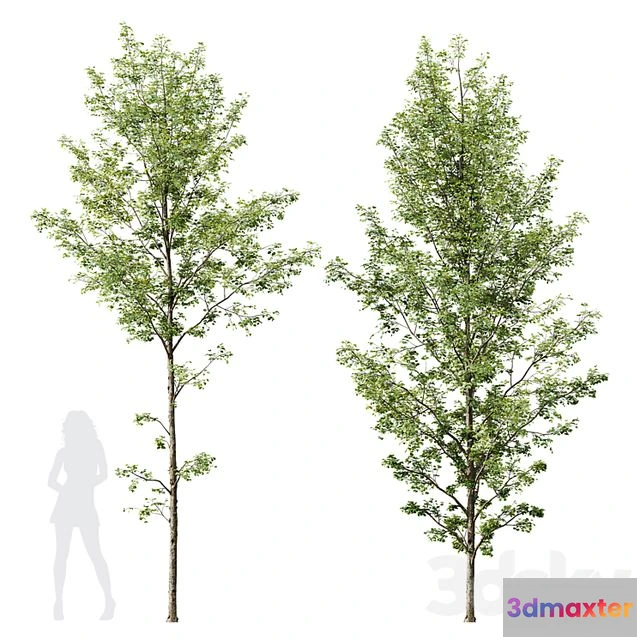 1569158 - HQ Plants Alnus Glutinosa03 3D Max