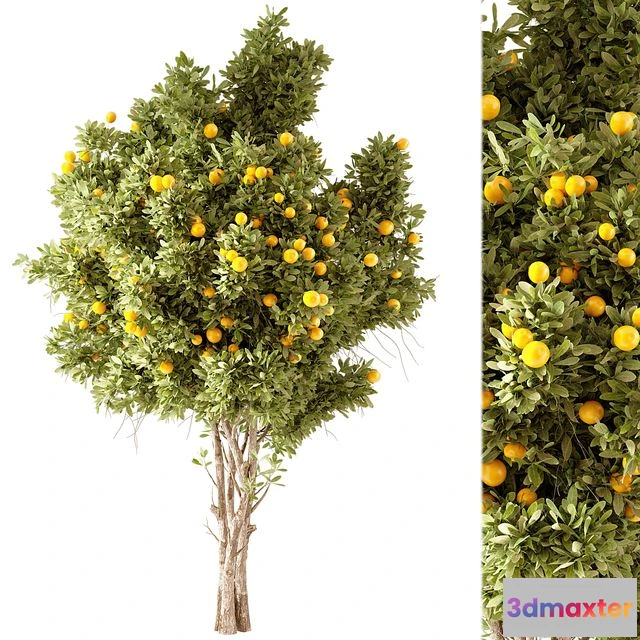 1569230 - Orange Tree 01 3D Max