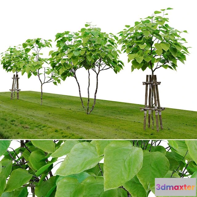 1569464 - Catalpa tree 3D Max