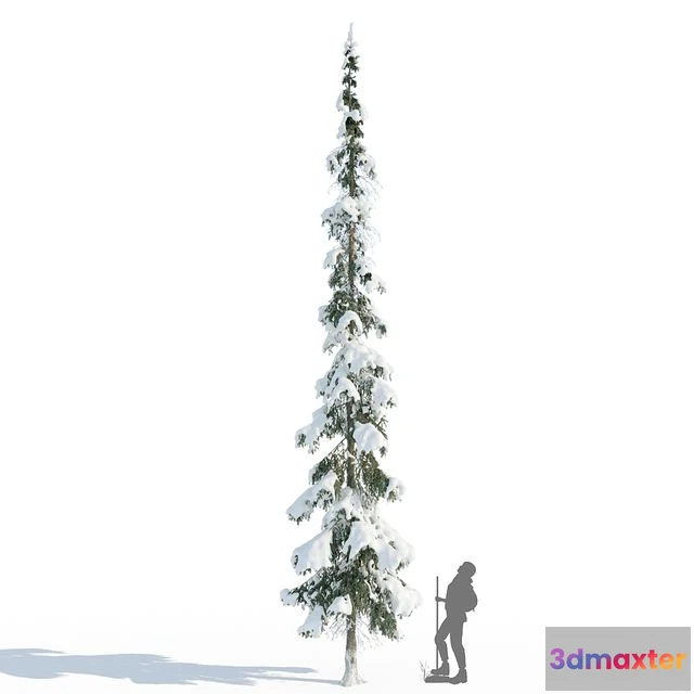 1569576 - Winter taiga spruce_11m (Spruce) 3D Max