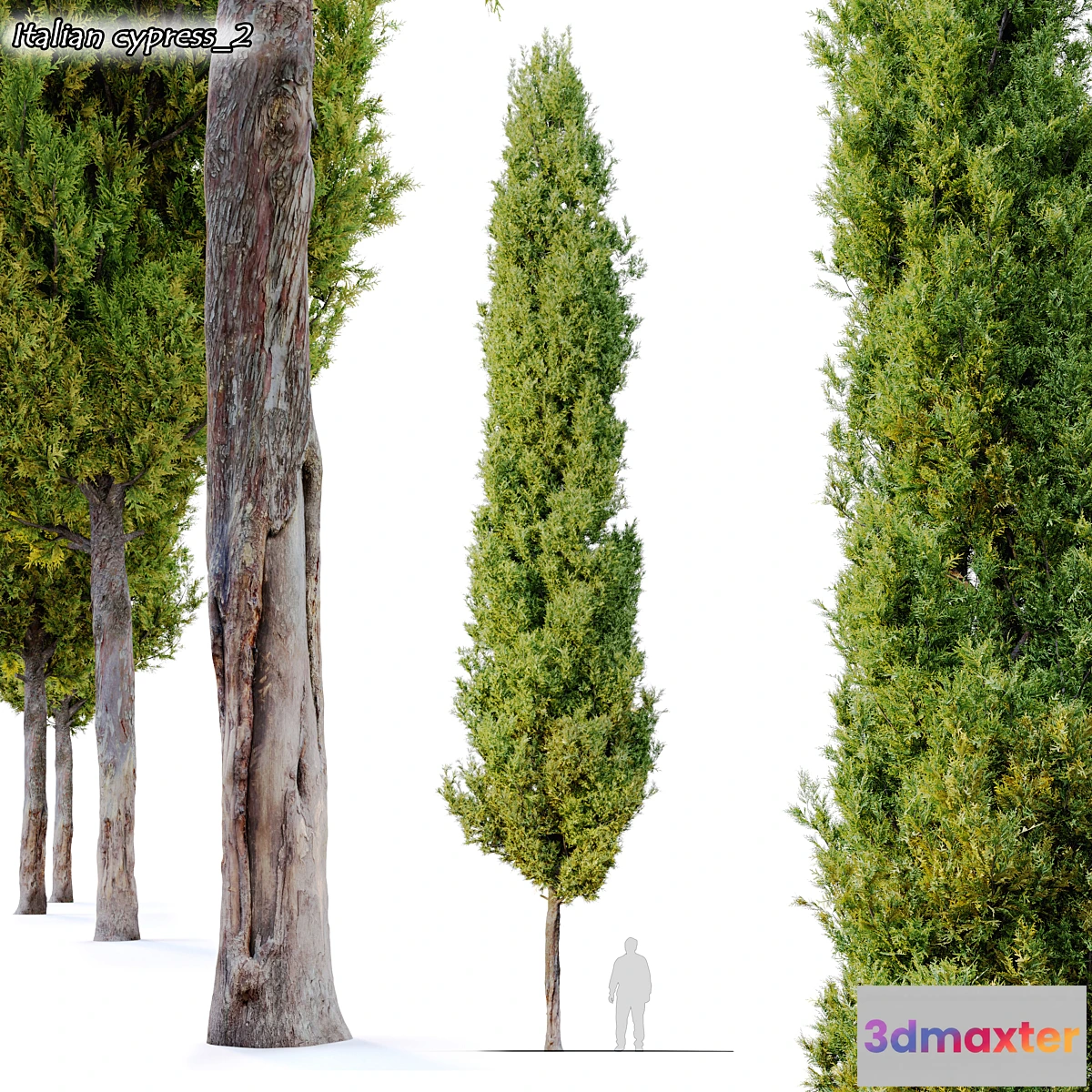 542119 - italian cypress 2