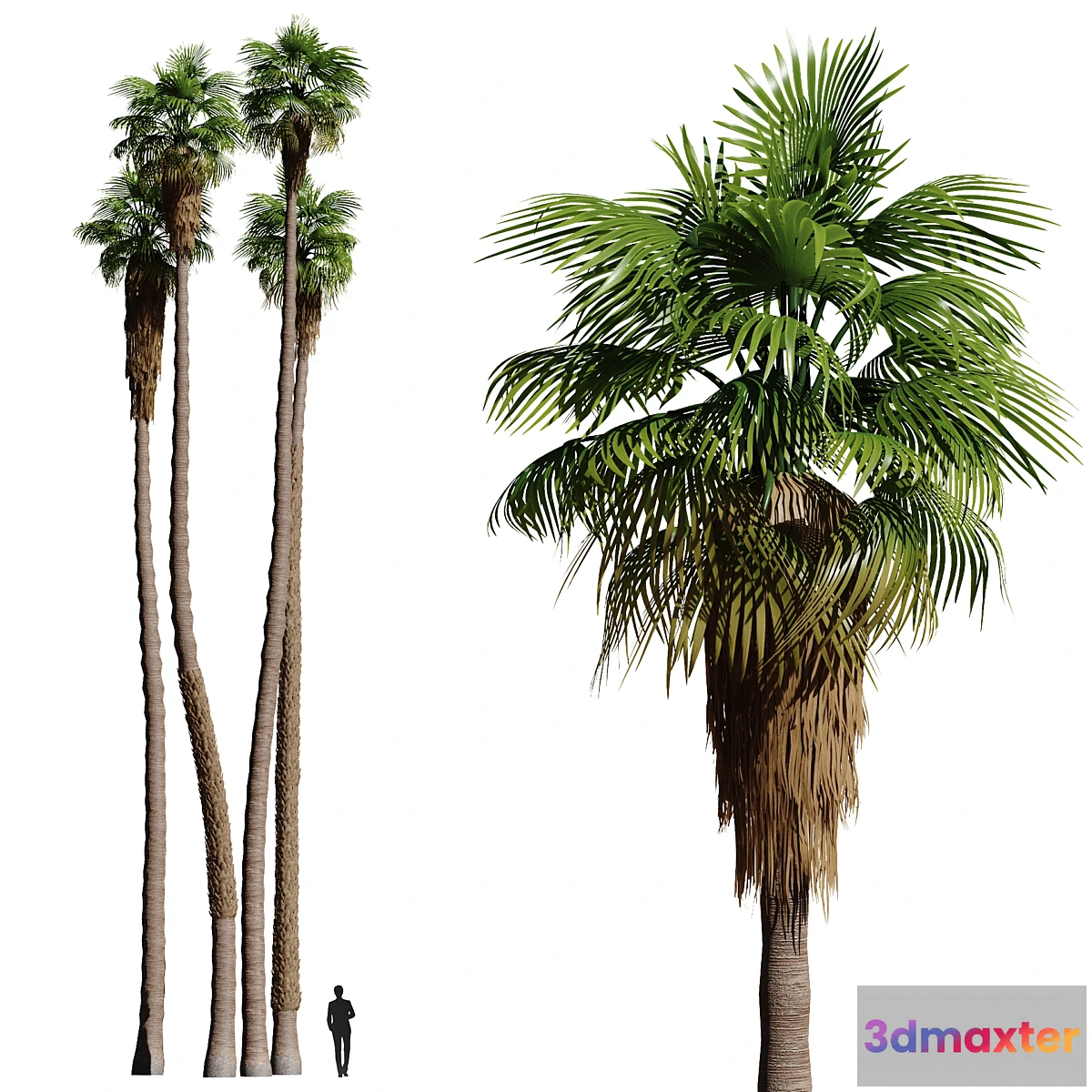 542945 - Set of California fan palm trees (Washingtonia palms)
