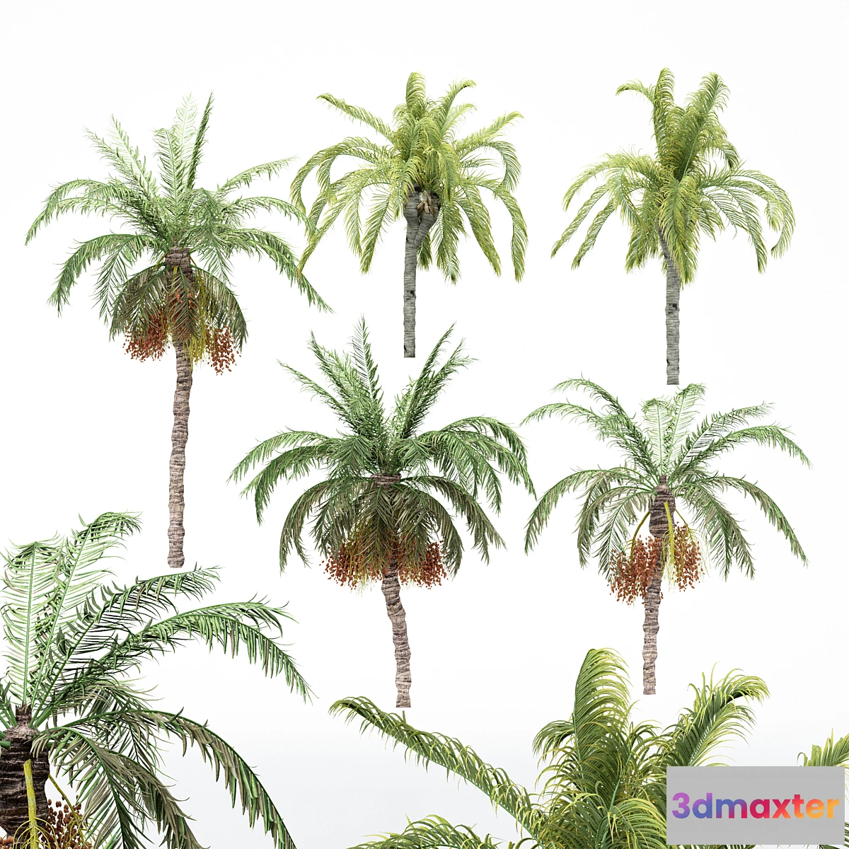 543039 - 5diffrent tree-Date Palm-Queen Palm