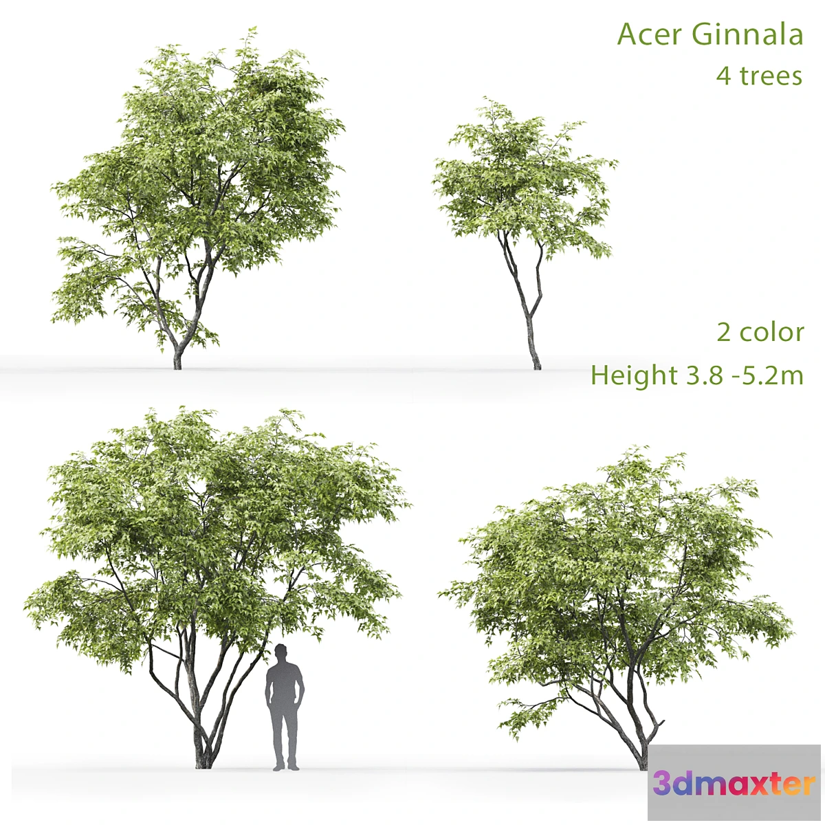 573558 - Acer Ginnala