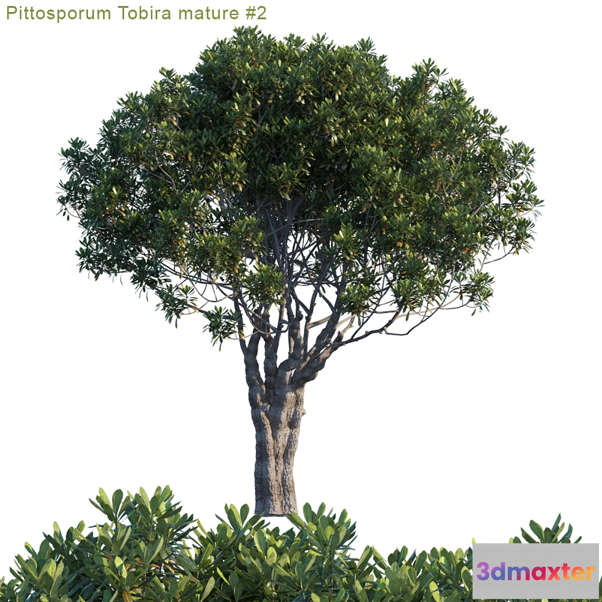573562 - Pittosporum Tobira mature # 2