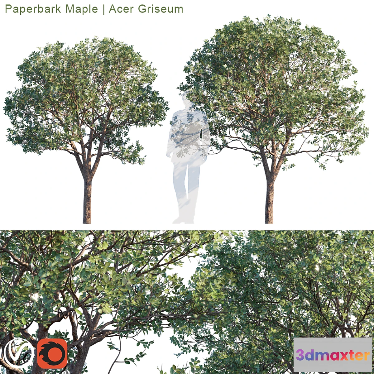 573566 - Paperbark Maple  Acer Griseum # 2
